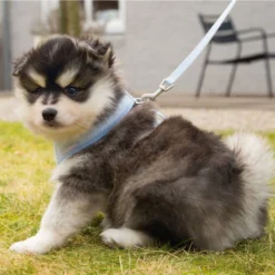 Beeztees Puppy Welpengeschirr -Günstiges Keks Wuff Geschäft 746925 var 23