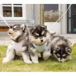 Beeztees Puppy Welpengeschirr -Günstiges Keks Wuff Geschäft 746925 var 33