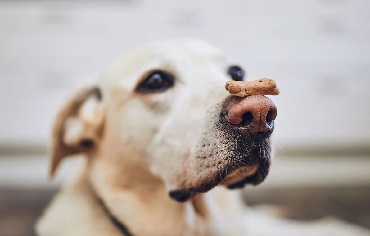 Günstiges Keks Wuff Geschäft -Günstiges Keks Wuff Geschäft 1444x920 labrador retriever balancing dog biscuit with bone shape on his nose